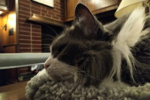 Miss Paws on a blanket