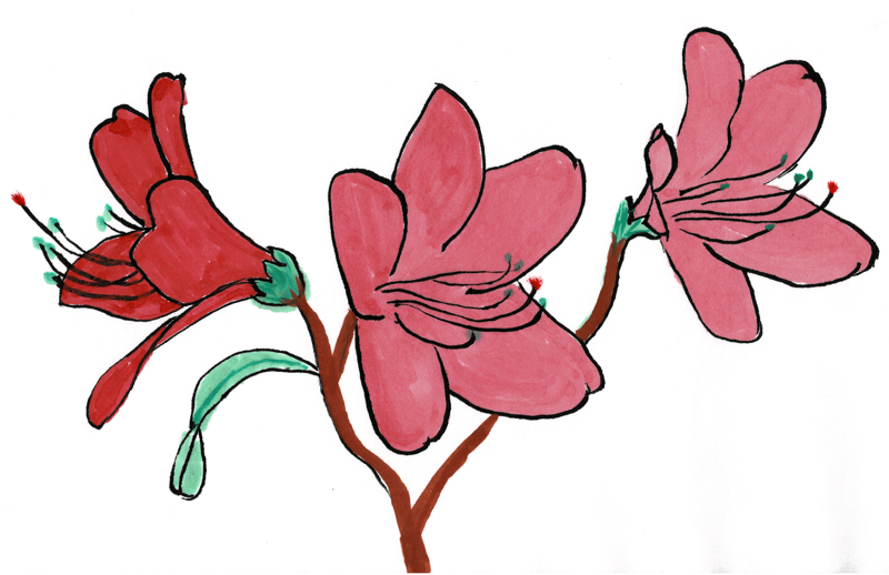 Azalea 01 02